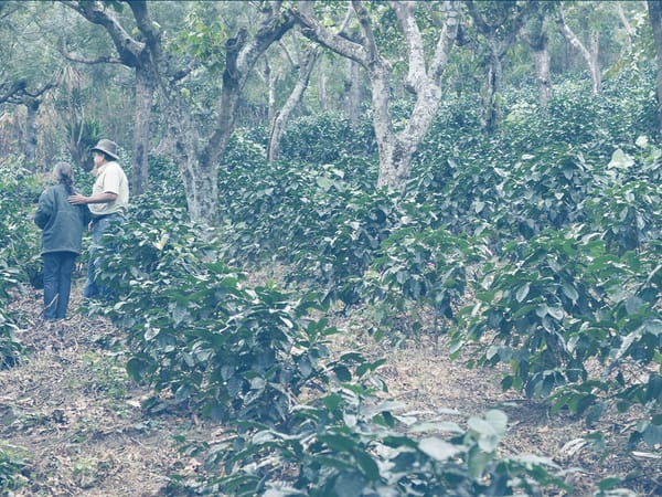 Finding symbiosis: A chat about growing soil for coffee with Raul Perez